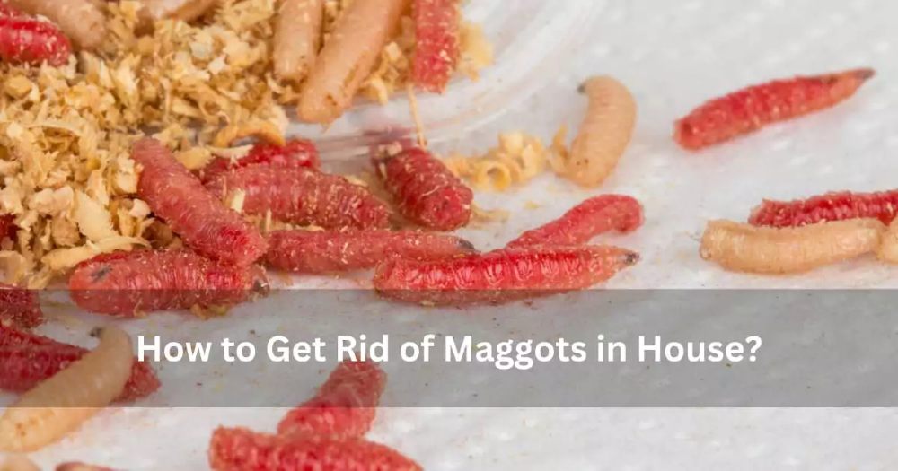 How to Get Rid of Maggots in House